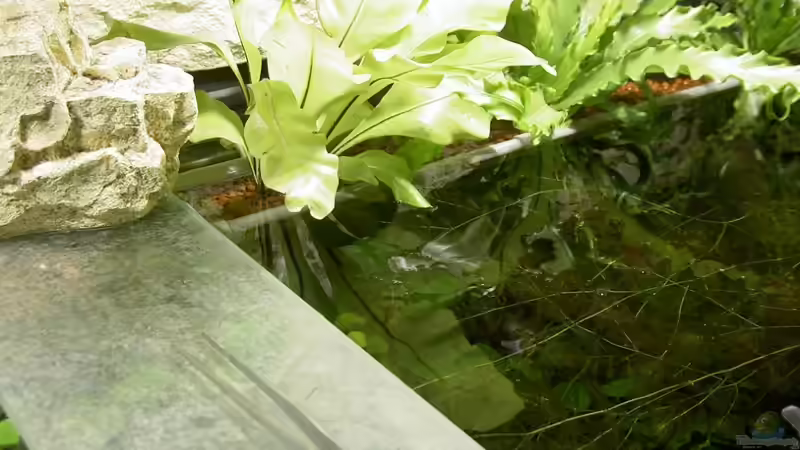 Pflanzen im Aquarium The Green 2 meters von Blauaugen (7)