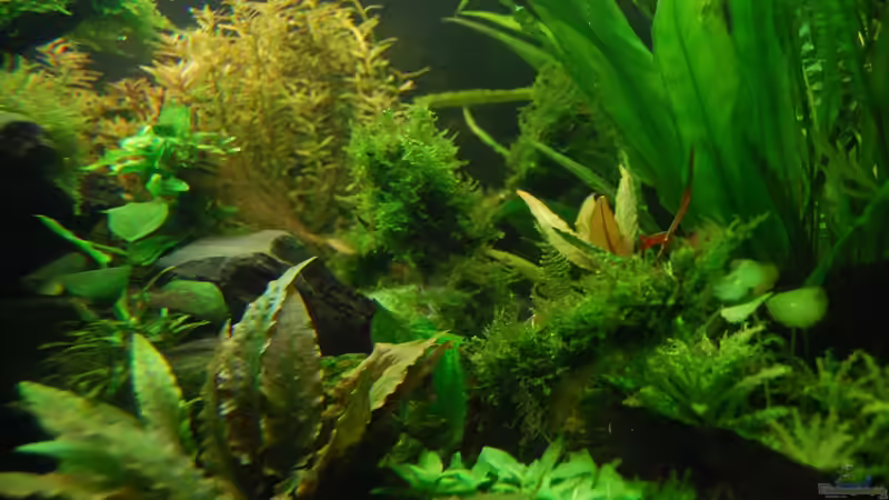 Pflanzen im Aquarium The green culture von Michael Seraph (16)