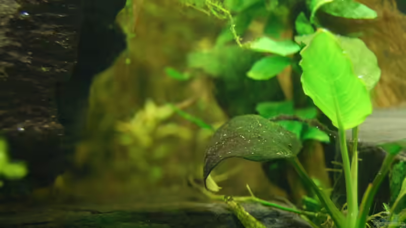 Pflanzen im Aquarium The green culture von Michael Seraph (17)