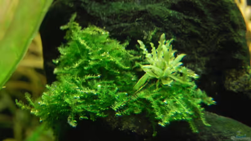 Pflanzen im Aquarium The green culture von Michael Seraph (18)