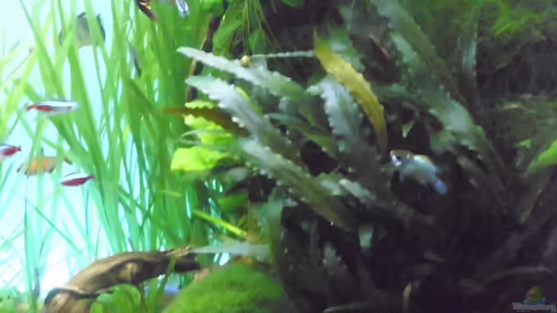 Pflanzen im Aquarium The green Dream von Guppy62 (16)