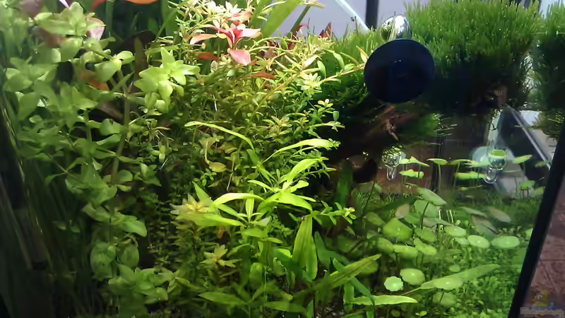Pflanzen im Aquarium The Kitchen Tank von El Hein (14)
