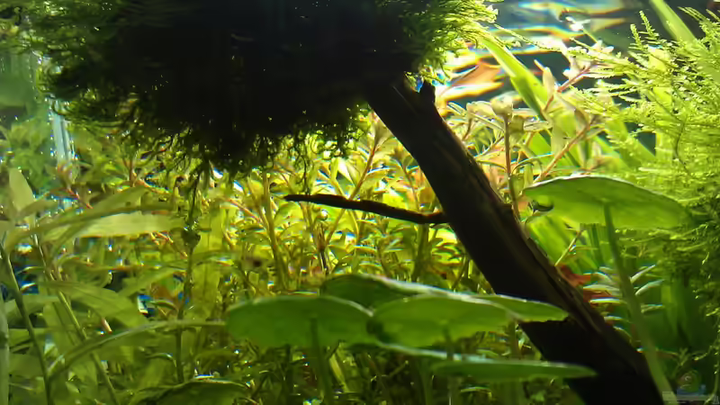 Pflanzen im Aquarium The Kitchen Tank von El Hein (9)