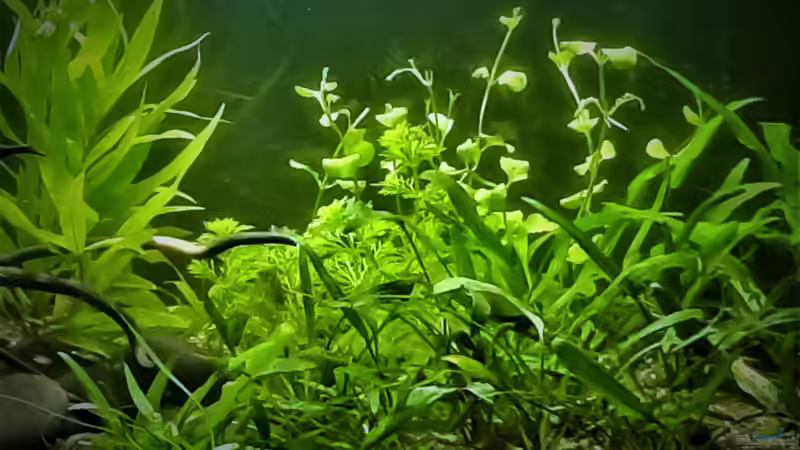 Pflanzen im Aquarium The Meadow -aufgelöst- von okefenokee (18)