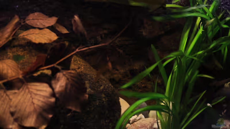 Pflanzen im Aquarium The Mountain Stream von Florian Bandhauer (20)