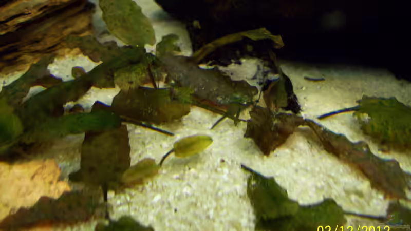 Pflanzen im Aquarium Tierheim von kaktus-jones (27)