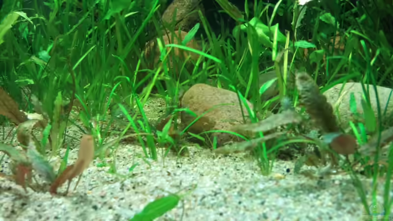 Pflanzen im Aquarium Tigers, Dragons &amp; Snakeheads - Beispiel von stomar6 (14)