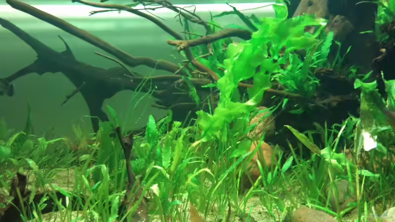 Pflanzen im Aquarium Tigers, Dragons &amp; Snakeheads - Beispiel von stomar6 (15)