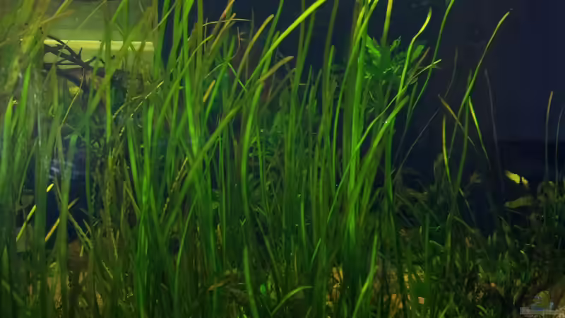 Pflanzen im Aquarium Tigers, Dragons &amp; Snakeheads - Beispiel von stomar6 (16)