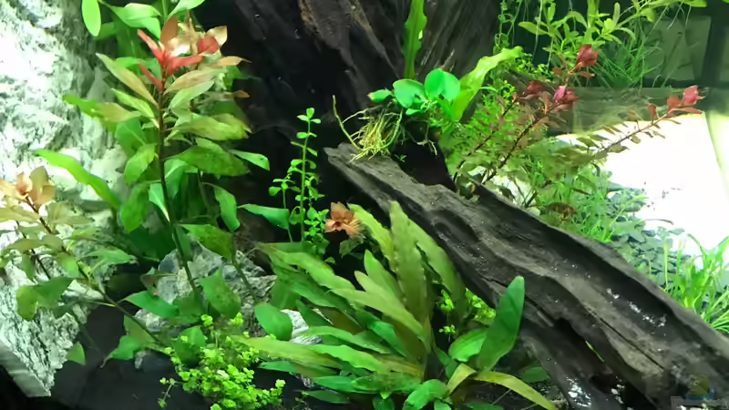 Pflanzen im Aquarium Tobi&#039;s Südamerika Becken von Tobim02 (3)