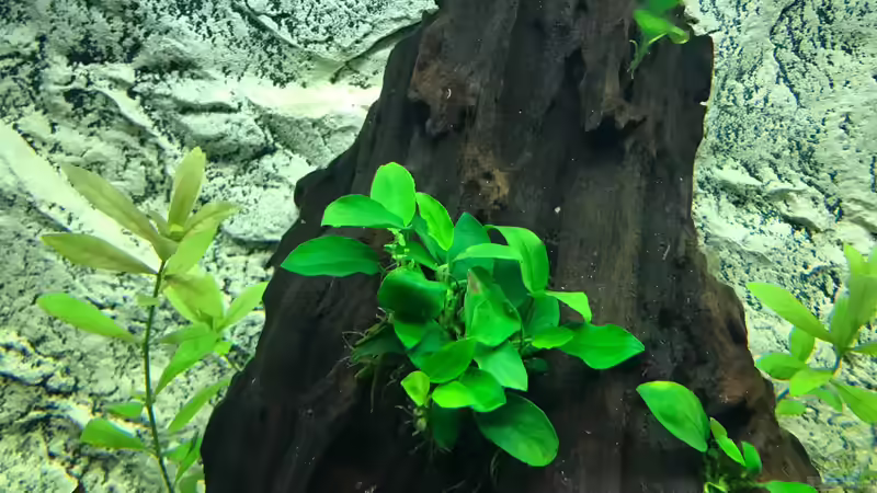 Pflanzen im Aquarium Tobi&#039;s Südamerika Becken von Tobim02 (4)