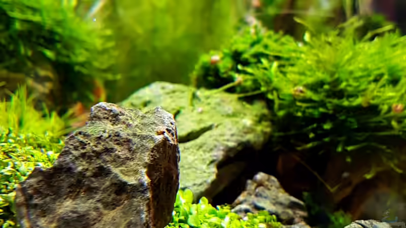 Pflanzen im Aquarium Tommys&#039; Scape von TommyR (15)