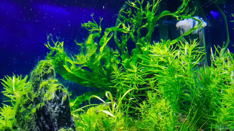 Pflanzen im Aquarium Tommys&#039; Scape von TommyR (19)