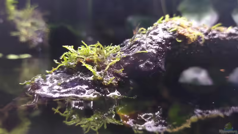 Pflanzen im Aquarium Traum von Afrika von Stephi (24)