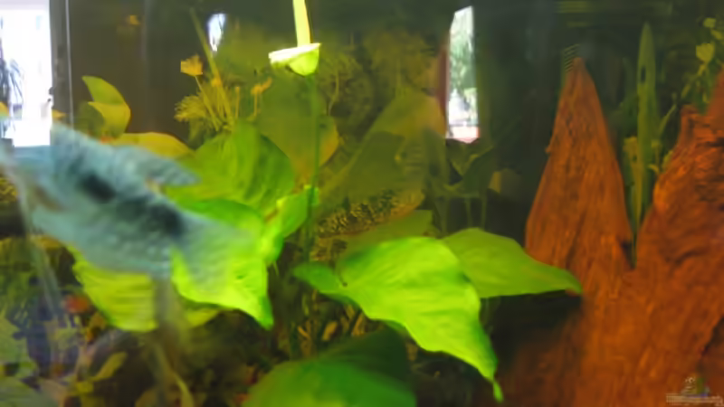 Pflanzen im Aquarium Trigon 190 von chaossepsy (4)