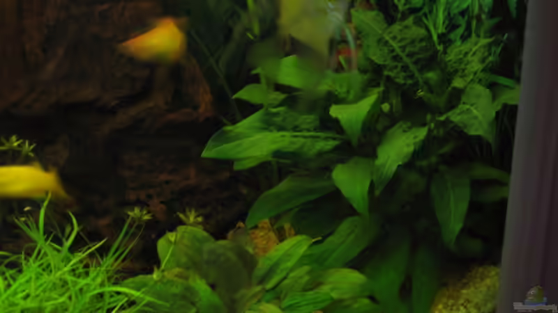 Pflanzen im Aquarium Trigon 190 von chaossepsy (5)