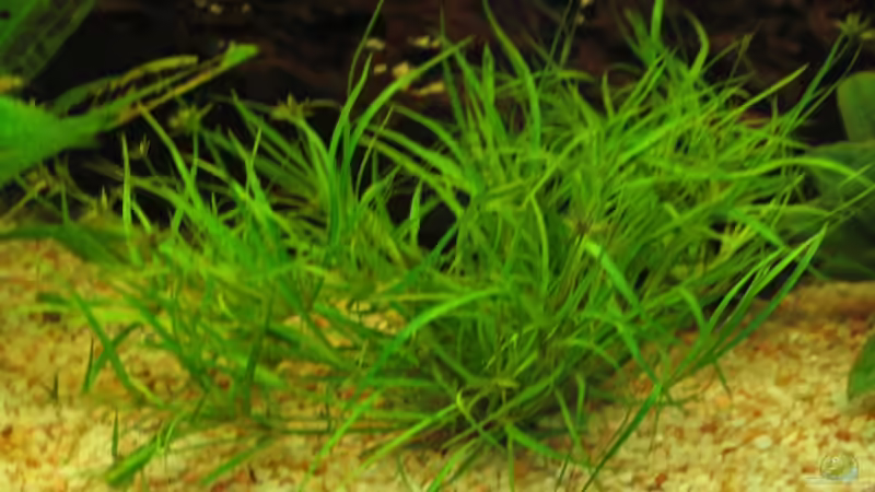 Pflanzen im Aquarium Trigon 190 von chaossepsy (6)