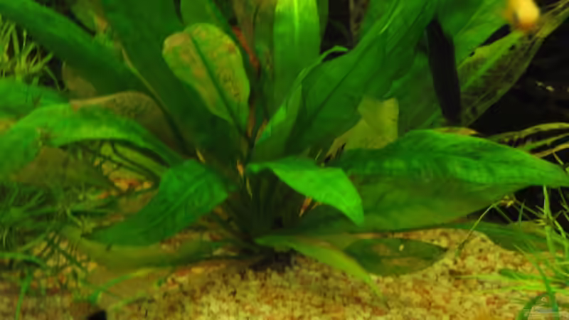 Pflanzen im Aquarium Trigon 190 von chaossepsy (7)