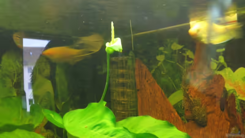 Pflanzen im Aquarium Trigon 190 von chaossepsy (8)