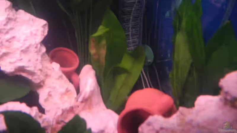 Pflanzen im Aquarium Trigon 190 von Juwel von cervino10 (10)