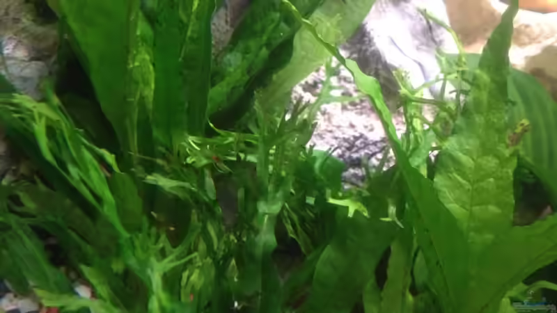 Pflanzen im Aquarium Trigon 190 von Juwel von cervino10 (11)