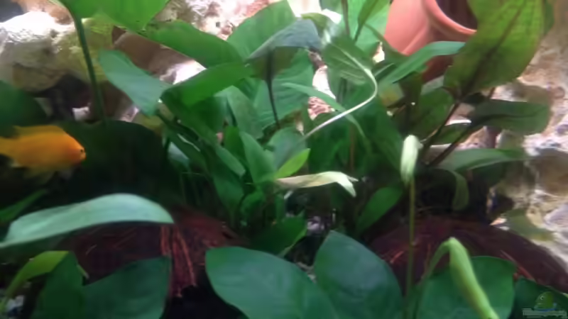 Pflanzen im Aquarium Trigon 190 von Juwel von cervino10 (13)