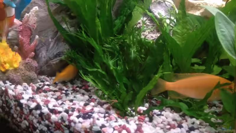 Pflanzen im Aquarium Trigon 190 von Juwel von cervino10 (14)