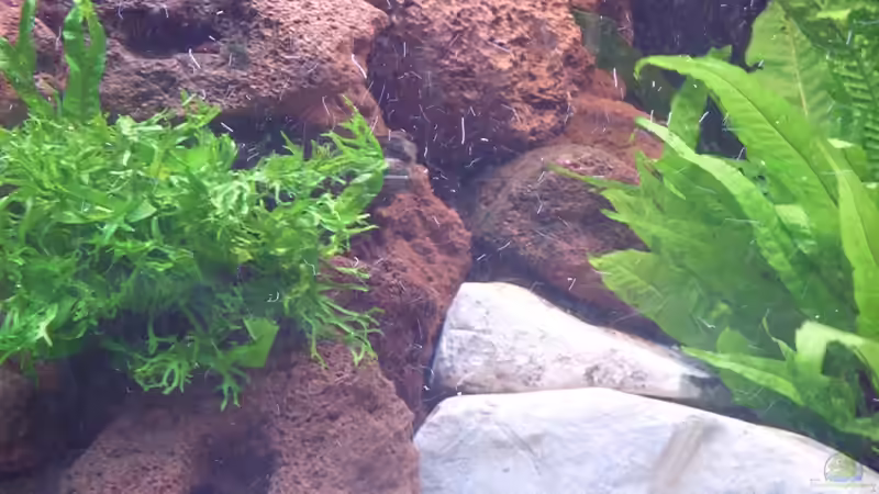 Pflanzen im Aquarium Trigon 190 von Rainer Wiegand (3)