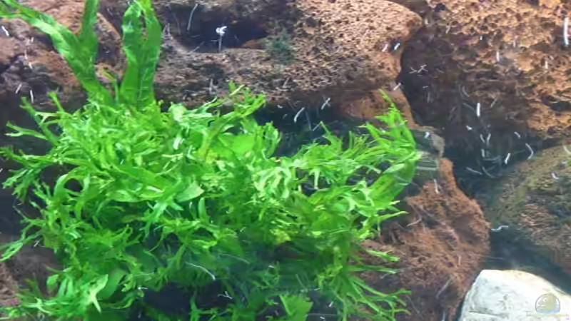Pflanzen im Aquarium Trigon 190 von Rainer Wiegand (4)