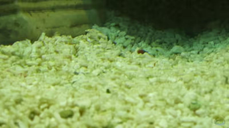 Pflanzen im Aquarium Trigon 190 von Rainer Wiegand (6)