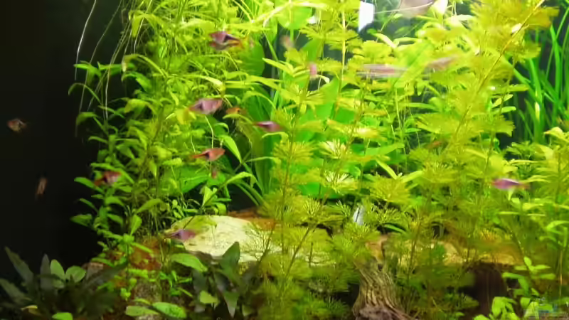 Pflanzen im Aquarium Trigon 190 von sternenbanner (4)
