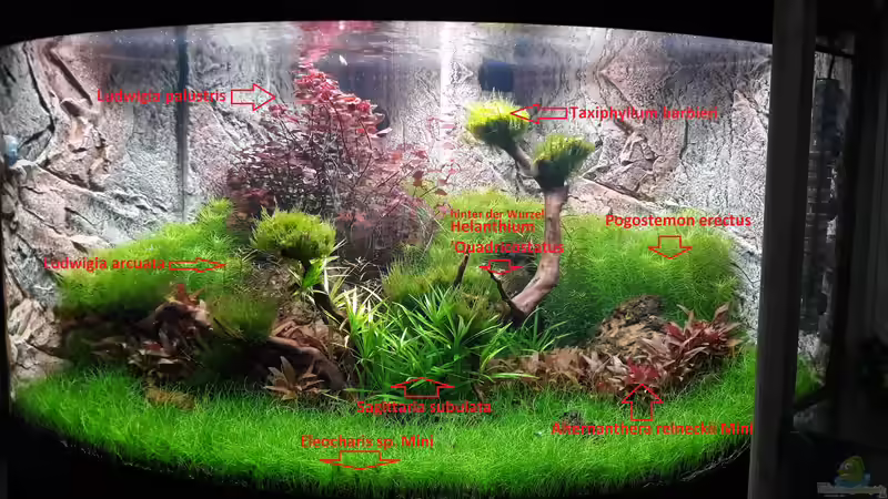 Pflanzen im Aquarium Trigon 350, ich mag es! von Michael Müller (9)