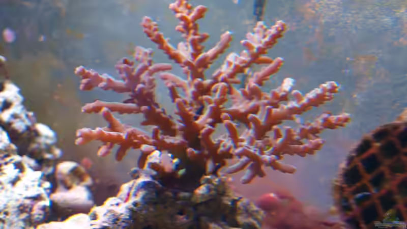 Pflanzen im Aquarium Trigon 350 von Christian Holtkamp (7)