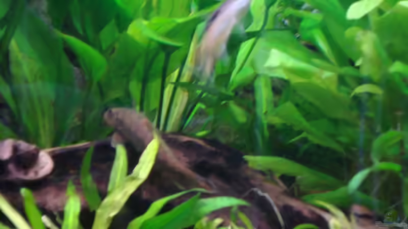 Pflanzen im Aquarium Trigon 360 von stefan041287 (3)