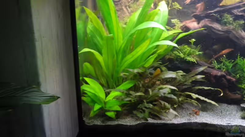 Pflanzen im Aquarium Tropen in Mittelhessen (nur noch Beispiel) von Nick3 (5)