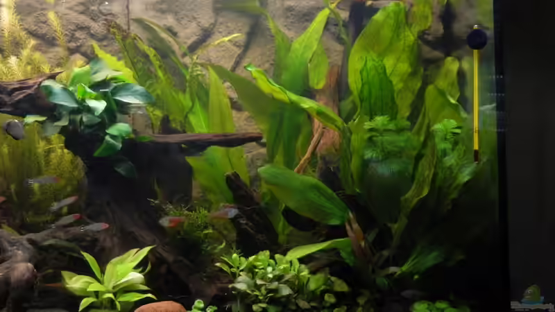 Pflanzen im Aquarium Tropen in Mittelhessen (nur noch Beispiel) von Nick3 (6)