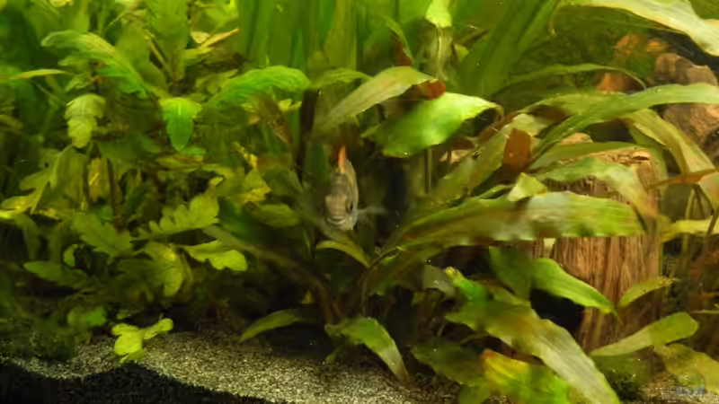 Pflanzen im Aquarium Tropen in Mittelhessen (nur noch Beispiel) von Nick3 (7)