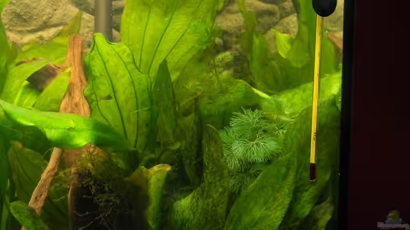 Pflanzen im Aquarium Tropen in Mittelhessen (nur noch Beispiel) von Nick3 (9)