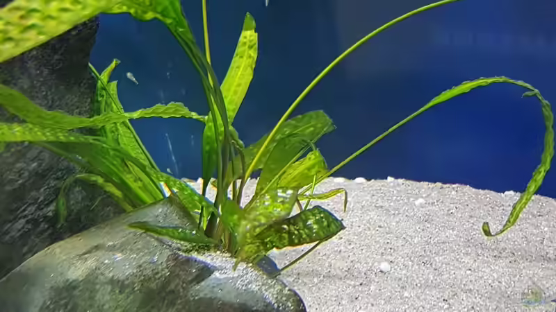 Pflanzen im Aquarium Tropheus bulu point von Riftvalley88 (5)