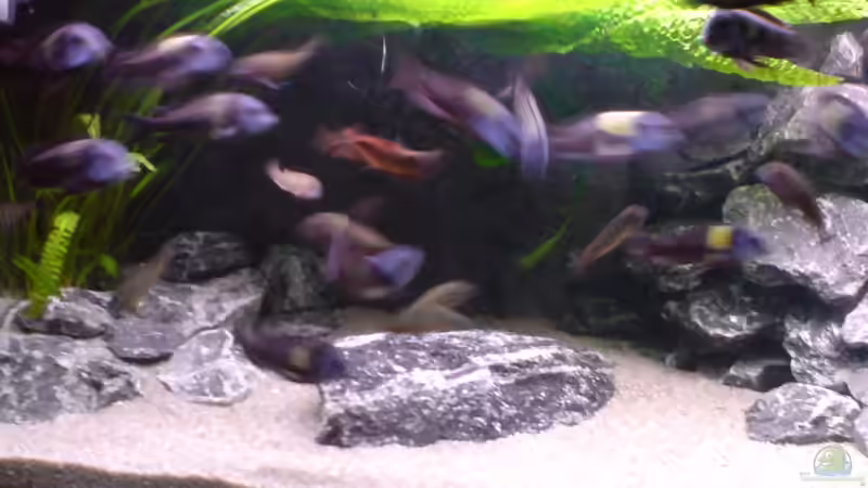 Pflanzen im Aquarium Tropheus-Gesellschaft von Bbert (6)