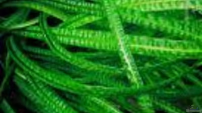 Pflanzen im Aquarium Tropheus-Gesellschaft von Bbert (7)