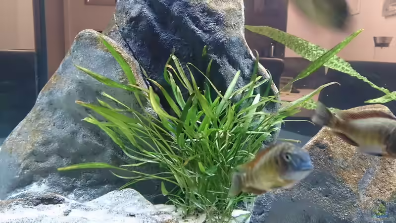 Pflanzen im Aquarium Tropheus Pfütze (nur noch als Beispiel) von Warsteiner (10)