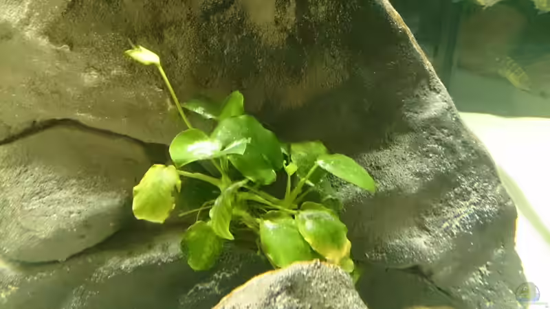 Pflanzen im Aquarium Tropheus Pfütze (nur noch als Beispiel) von Warsteiner (8)