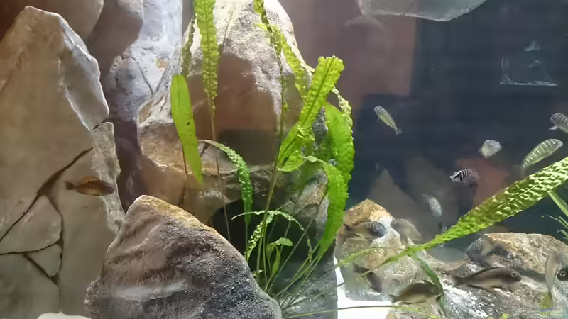 Pflanzen im Aquarium Tropheus Pfütze (nur noch als Beispiel) von Warsteiner (9)