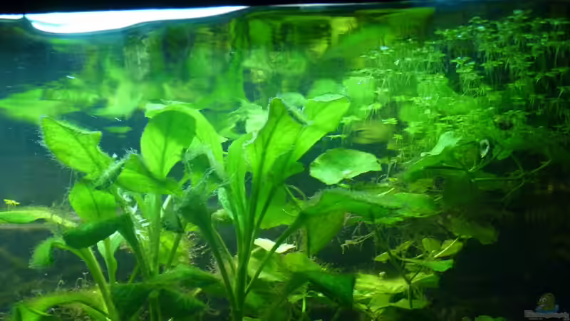 Pflanzen im Aquarium Tropic Dream von René L. (10)