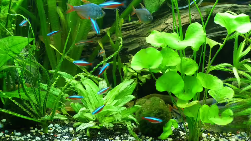 Pflanzen im Aquarium Tropic Dream von René L. (13)