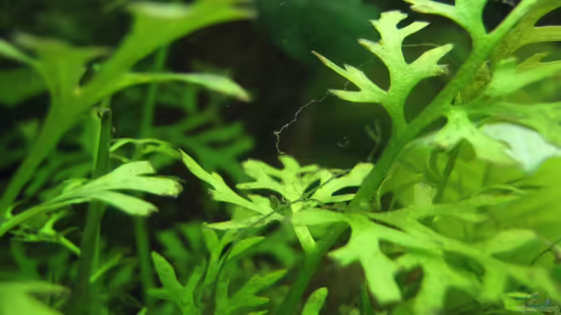 Pflanzen im Aquarium tropisches Gesellschaftsbecken von mariajudyta (15)