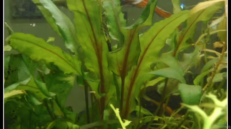 Pflanzen im Aquarium tropisches Gesellschaftsbecken von mariajudyta (17)