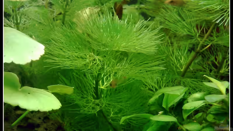 Pflanzen im Aquarium tropisches Gesellschaftsbecken von mariajudyta (19)