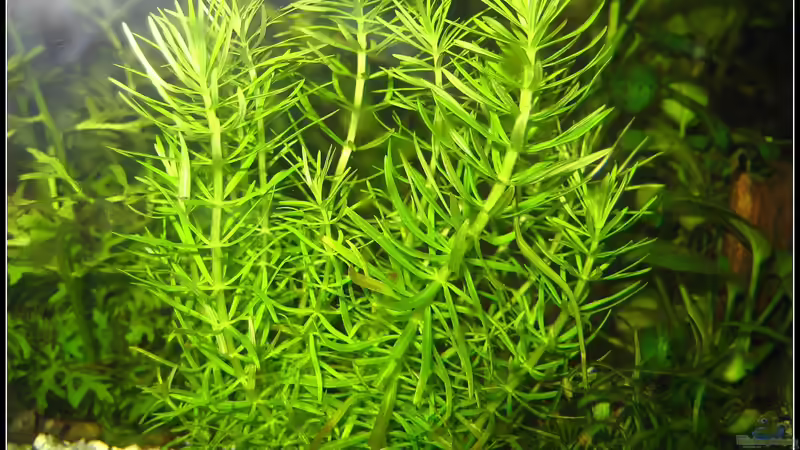 Pflanzen im Aquarium tropisches Gesellschaftsbecken von mariajudyta (20)